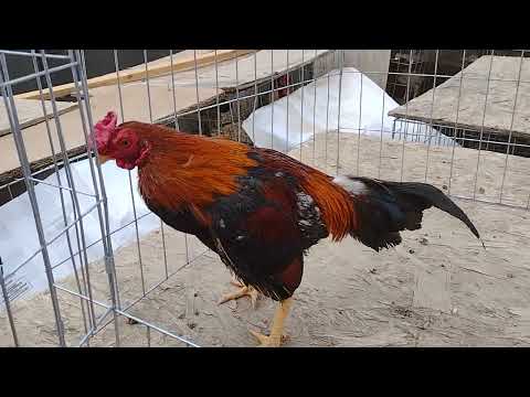 miniature aseel gamefowl