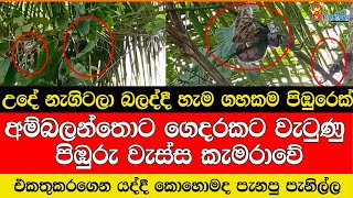 Download lagu උදේ නැගිටලා බලද්දී හැම ගහකම පිඹුරෙක් අම්බලන්තොට ගෙදරකට වැටුණු පිඹුරු වැස්ස කැමරාවේ mp3