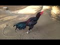 Chiken Fight Cook Fighter Sindhi Murgay Show 2023 Show Care Cock Hen