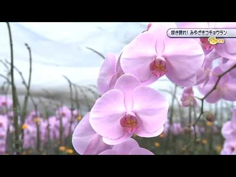 2026年10月24日(土)放送　咲き誇れ！みやざきコチョウラン