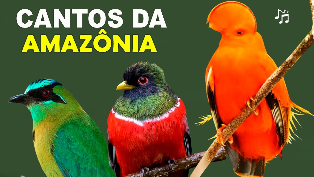 CANTOS DE AVES DA AMAZÔNIA | Pássaros da Amazônia com cantos incríveis
