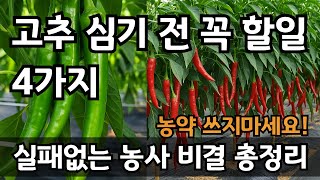 고추 이렇게만 하면 대풍! 고추모종 심는시기 재배방법 총정리