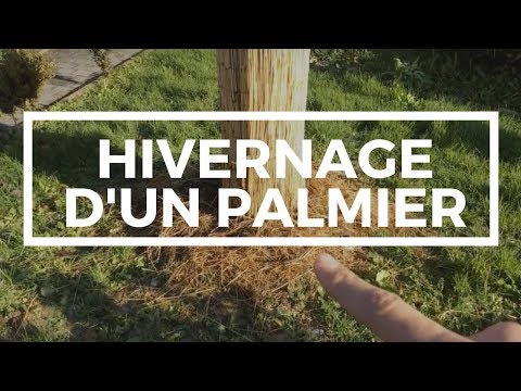 comment poser un voile d'hivernage sur un palmier