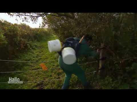 Fluchen auf ostfriesisch (Harrijasses)