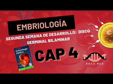 CHAPTER 4 SECOND WEEK OF DEVELOPMENT: BILAMINAR GERMINAL DISC-SUMMARY-LAGMAN