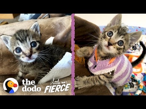 Kitten Has to Wear Socks as Sweaters After Surgery