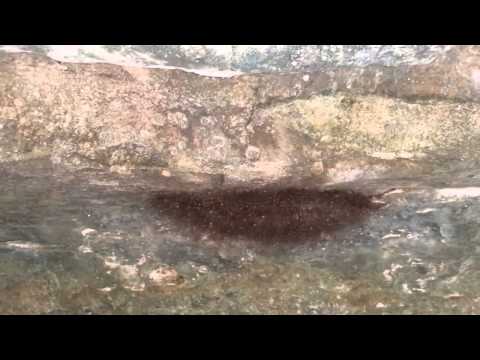 Creepy Cave Spider Swarm