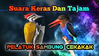 Download lagu MASTERAN MURAI BATU DAN CUCAK IJO.PELATUK SAMBUNG CEKAKAK #muraibatu #cucakijo #masteranmuraibatu mp3