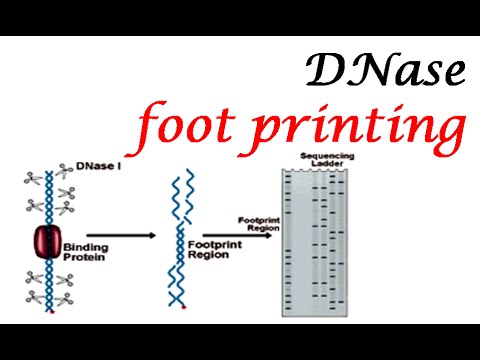 DNase footprinting