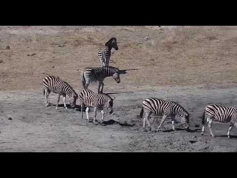 Djuma: Zebras - 14:12 - 10/18/19