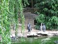 Humboldt Penguins Chasing a Butt... (jedovata zmija) - Známka: 1, váha: střední