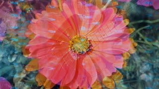 Leave Yourself Alone - I am afraid I won&#39;t do anything