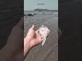 let's save sea creature 😍😘 .please subscribe to my channel.  thank you💖