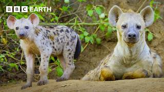 Film Crew Track Down Hyena Clan | 4K UHD | Kingdom | BBC Earth