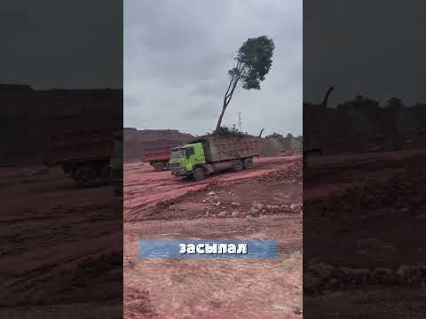 Посадил дерево в грузовике