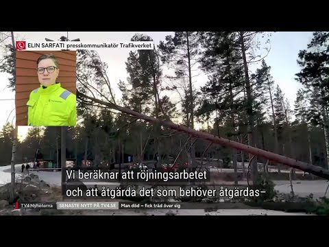 Ytterligare en död – fick träd över sig