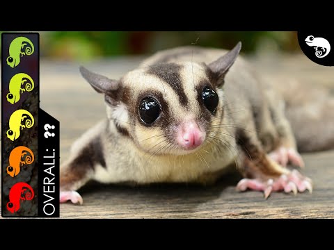 Sugar Glider, The Best Pet Mammal?