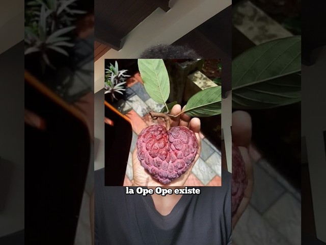 Vídeo relacionado con Teegxddy 1 psc Fruta del Diablo Llavero colgante de fruta del diablo Llavero Anime Llavero con colgantes Joyería Llavero de una pieza Devil Fruit Llavero de metal con colgante (A)