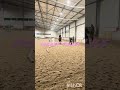 Money Talks Wybijesie Horse Equestrian Pony Konie Jumping Horsejumping Horsy Dlaciebie