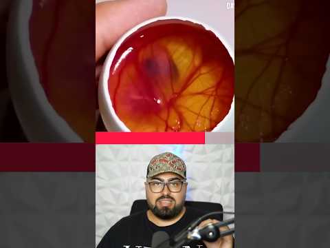 This is how a chick is created in an egg 😱!