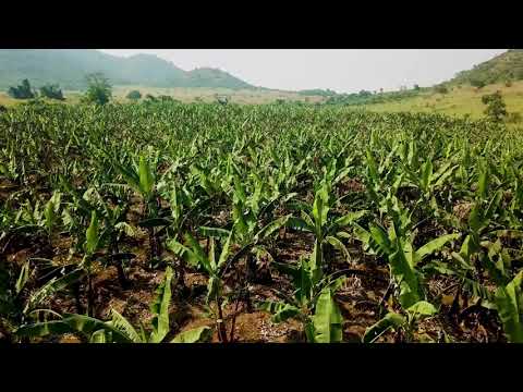 Farm Uganda Tractors