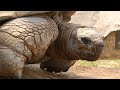 Meet Zimbabwe S 300 Year Old Weather Forecaster Tortoise