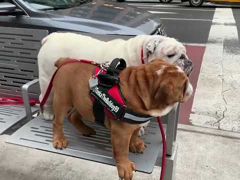 When Tonka came to visit Junior and steal his bench #bulldog #dog #nyc