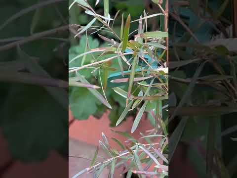 芳香植物 キッチンカルチャー-ミント-ガーデニング-アドバイス