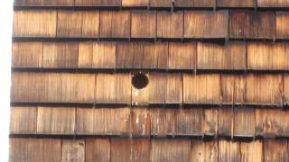 Starlings building a nest