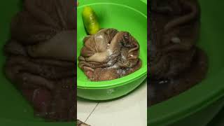 Download lagu Begini Cara Bersihkan Babat Kambing #shorts #tips #tipsandtricks #babat #kambing mp3