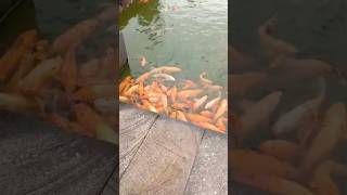 Vietnam 🇻🇳 | Vietnam travel | Vietnamese vlog | #shorts #tre…