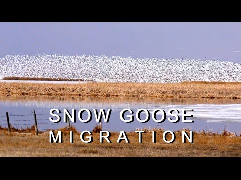 Husa snežná (Anser caerulescens) — Snow Goose migrácia v Severnej Amerike