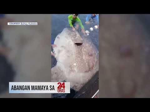 Nalambat na mola-mola, signos nga ba? | 24 Oras
