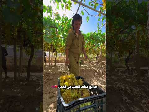 النقيع الأبيض.. إكسير الصفاء — The Golden Elixir