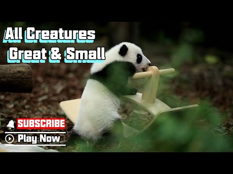 ‘Figure’ Out The Beauty Of Biodiversity