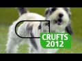 Bedlington Terrier -  Crufts 2012 - Bedlington Terrier Dog Best of Breed