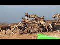 The Pack Wild Dogs Nature Wildlife Documentary