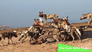 The Pack Wild Dogs (National Geographic)