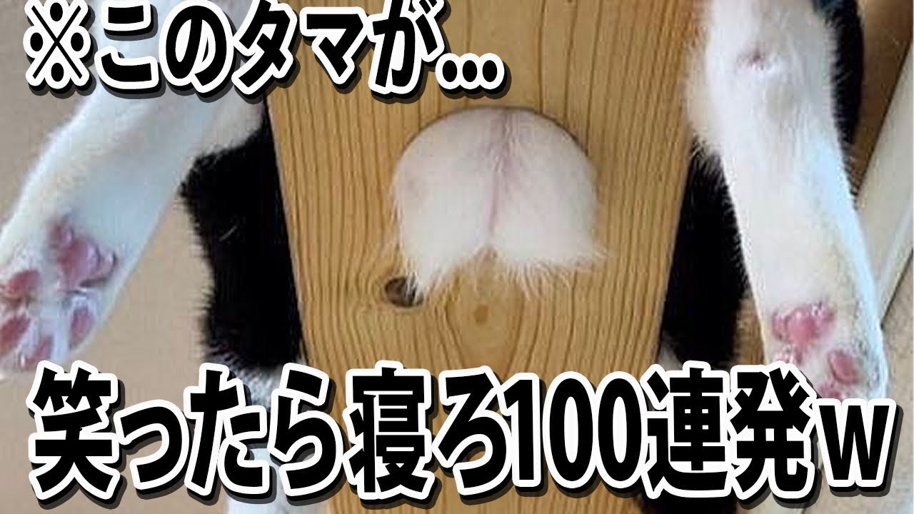 【にゃんたまみーっけww】猫たちの面白すぎる爆笑面白動画100連発！！【笑ったら寝ろwww】