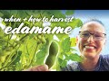 When How To Harvest Edamame Soybeans 2 Ways