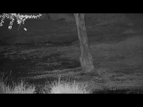 Djuma: Water Thick-knee - 03:47 - 06/29/21