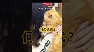 it's a cat.猫です！これは何をしてるんだ？！#animals #cat #shorts #ねこのいる生活 #kitten #ちゃとら #ねこぱんち #猫のいる暮らし #cute