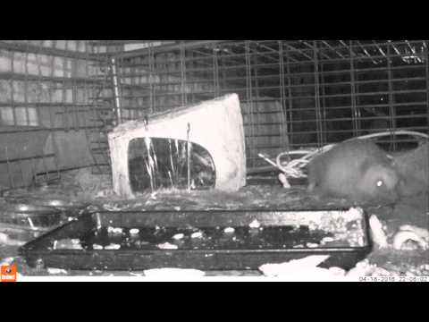 upload Crazy Animal fight Hedgehogs gone wild pt3of10 18apr16 1006pm Cambridge UK