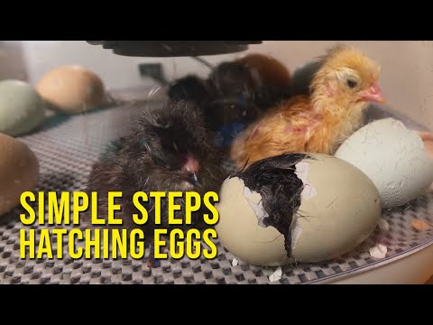 14 Steps to Hatching Chicken Eggs - Complete Beginner's Guide 2026