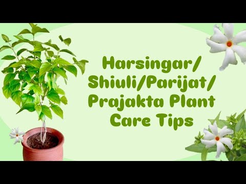 Harsingar 🪴Shiuli🪴Parijat🪴Prajakta  Plant care tips #garden #harsingar 