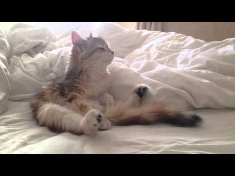 Kitty Isadora hanging in bed☺️