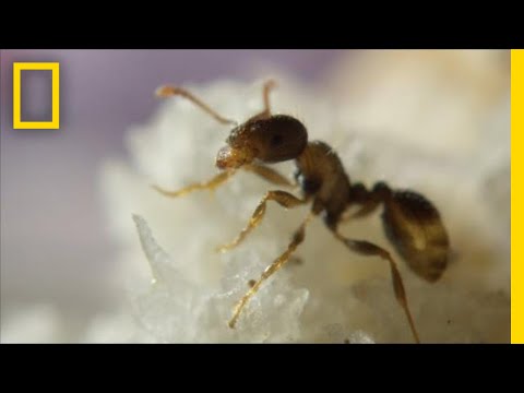 Thumbnail of the video: "Ants Help Clean New York City By Eating Your Food Scraps" (Ep.2)