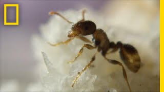Ants Help Clean New York City By Eating Your Food Scraps | One Strange Rock
