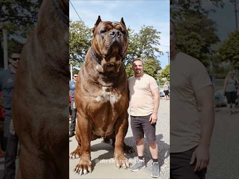 American Bulldog Power | ☠️☠️ #shorts #dog #shocking #bulldogs #animalbehavior