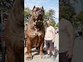 American Bulldog Power ️ ️ Shorts Dog Shocking Bulldogs Animalbehavior